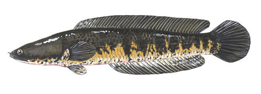 Snakehead fishing lure