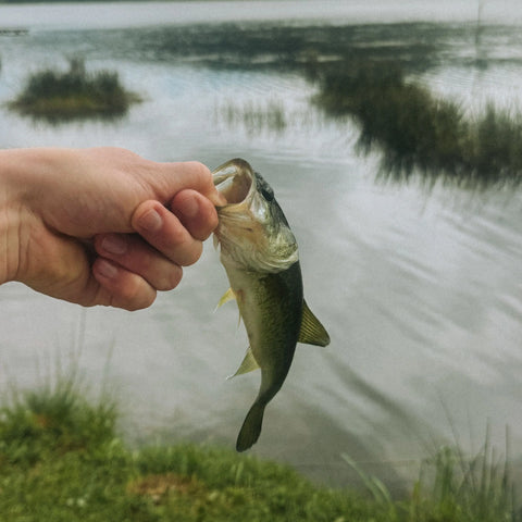 Bass