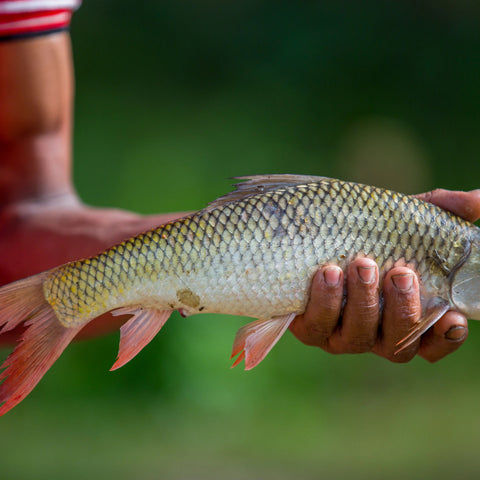 Carp