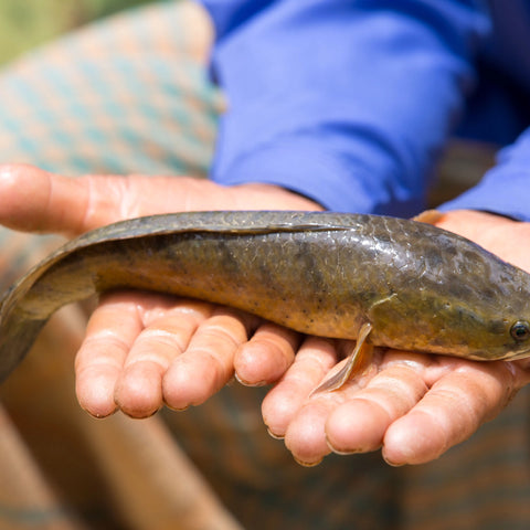Snakehead