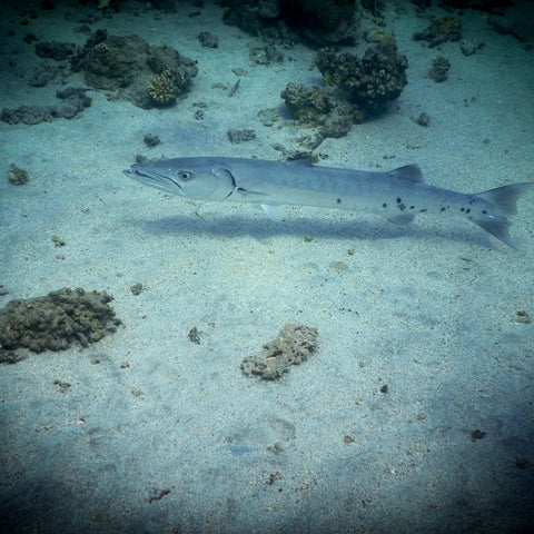 Barracuda
