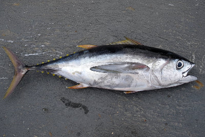 Tuna